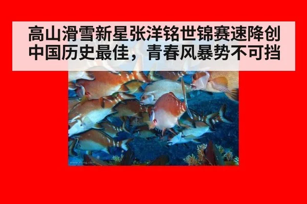 高山滑雪新星张洋铭世锦赛速降创中国历史最佳，青春风暴势不可挡