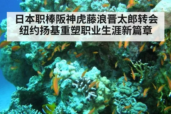 日本职棒阪神虎藤浪晋太郎转会纽约扬基重塑职业生涯新篇章